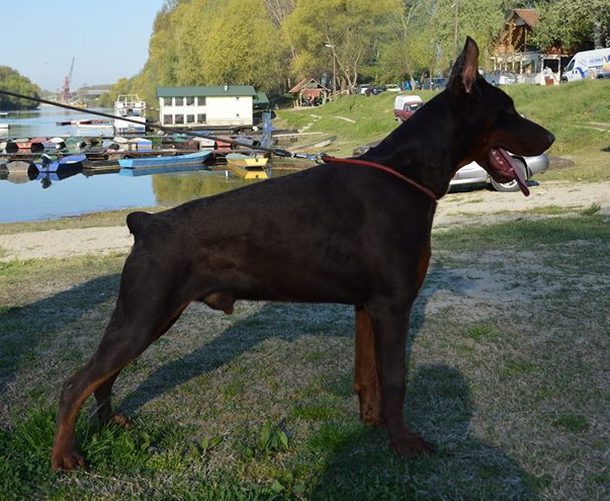Rufus Di Casa Montenegro